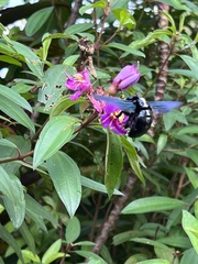 Xylocopa latipes