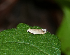 Anacampsis paltodoriella