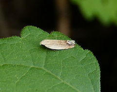 Anacampsis paltodoriella