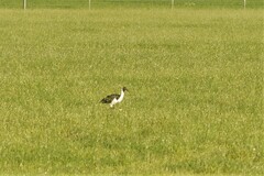 Threskiornis spinicollis