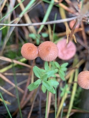 Mycena rosella