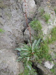 Rumex arcticus