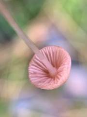 Mycena rosella
