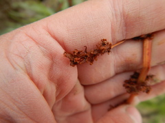 Rumex arcticus