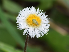 Taylorilygus apicalis