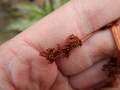 Rumex arcticus