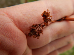 Rumex arcticus