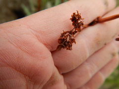 Rumex arcticus
