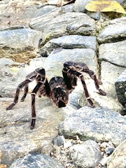 Theraphosinae