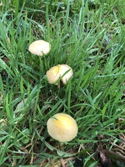 Bolbitius