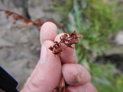 Rumex arcticus
