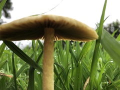 Bolbitius
