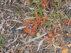 Crassula