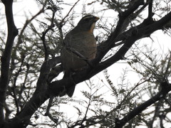 Saltator coerulescens