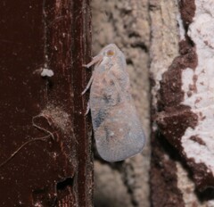 Metcalfa pruinosa