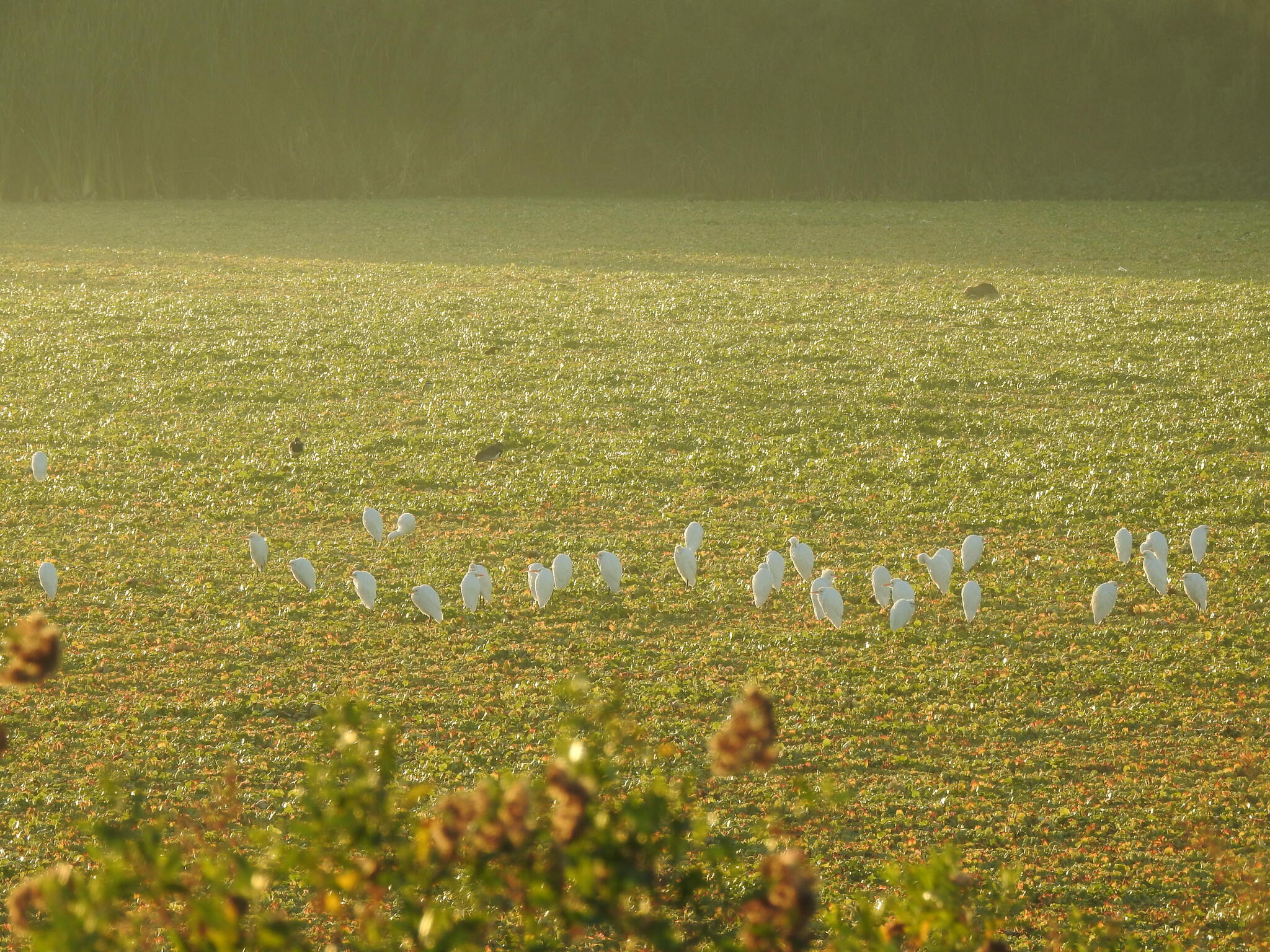 Western Cattle Egret