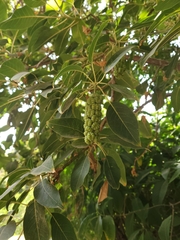 Phytolacca dioica