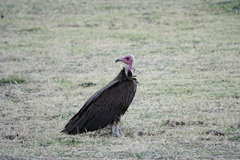 Necrosyrtes monachus