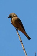 Hirundinea ferruginea