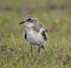 Charadrius mongolus