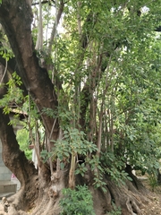 Phytolacca dioica