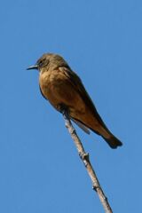 Hirundinea ferruginea