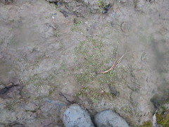 Ranunculus samojedorum