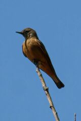 Hirundinea ferruginea