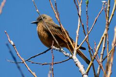 Hirundinea ferruginea