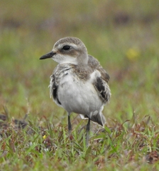 Charadrius mongolus