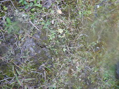 Ranunculus samojedorum