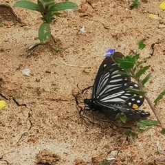 Papilio epycides
