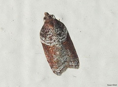 Acleris celiana