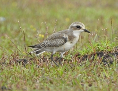 Charadrius mongolus