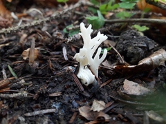 Clavulina rugosa