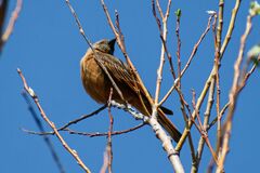 Hirundinea ferruginea