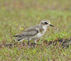 Charadrius mongolus