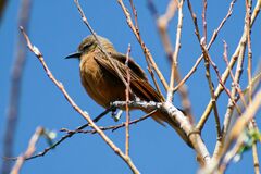 Hirundinea ferruginea