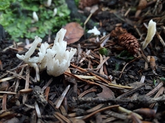 Clavulina rugosa