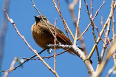 Hirundinea ferruginea