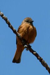Hirundinea ferruginea