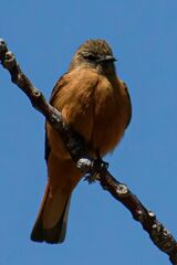 Hirundinea ferruginea