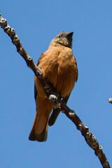 Hirundinea ferruginea