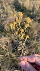 Galatella villosa