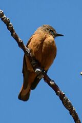 Hirundinea ferruginea