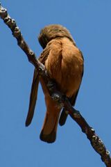 Hirundinea ferruginea