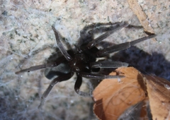 Kukulcania