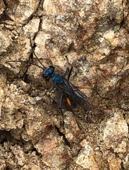 Pompilidae