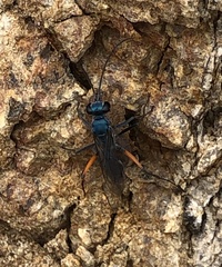 Pompilidae