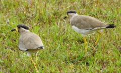 Vanellus malabaricus